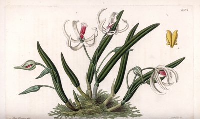 Orchidea: miniaturowa odmiana leptotes - Rycina wykonana przez S.Watts, z ilustracji Sarah Anne Drake (1803-1857), z rejestru botanicznego Sydenhama Edwardsa (1768-1819), Anglia autorstwa Sydenham Teast Edwards