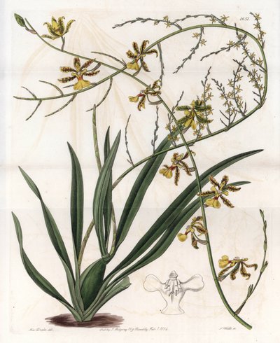 Orchidea: oncidium variete, epifit z Indii Zachodnich - Rycina wykonana przez S. Wattsa, z ilustracji Sarah Anne Drake (1803-1857), z rejestru botanicznego Sydenhama Edwardsa (1768-1819), Anglia autorstwa Sydenham Teast Edwards
