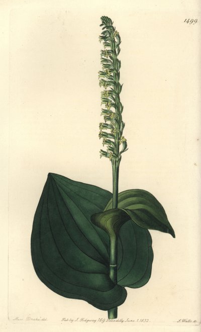 Odmiana orchidei - Gennaria diphylla (herminium sercowate, Herminium cordatum). Ręcznie barwiony miedzioryt autorstwa S. Wattsa według ilustracji panny Sarah Drake z rejestru botanicznego Sydenham Edwards, Ridgeway, Londyn autorstwa Sydenham Teast Edwards
