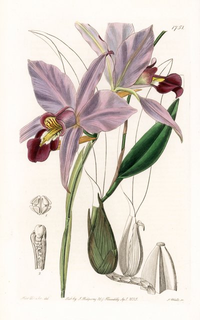 Orchidea: variete de laelia - Talerz grawerowany przez S.Wattsa, z ilustracji Sarah Anne Drake (1803-1857), z rejestru botanicznego Sydenham Edwards (1768-1819), Anglia autorstwa Sydenham Teast Edwards