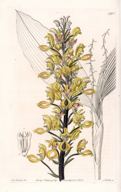 Orchidea: variete of govenia - Talerz grawerowany przez S.Wattsa, z ilustracji Sarah Anne Drake (1803-1857), z rejestru botanicznego Sydenham Edwards (1768-1819), Anglia autorstwa Sydenham Teast Edwards