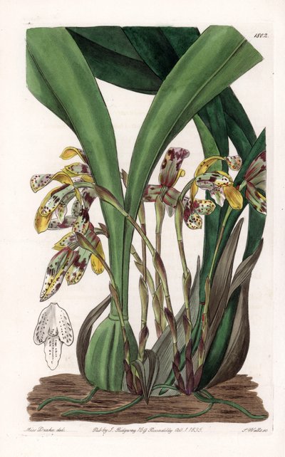 Storczyk: odmiana maxillarii, pochodząca z Ameryki Południowej - Talerz rytowany przez S.Wattsa, na podstawie ilustracji Sarah Anne Drake (1803-1857), z rejestru botanicznego Sydenham Edwards (1768-1819), Anglia autorstwa Sydenham Teast Edwards