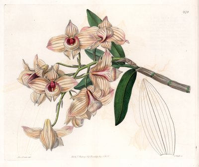 Orchidea: odmiana Dendrobium - Talerz grawerowany przez S.Wattsa, z ilustracji Sarah Anne Drake (1803-1857), z rejestru botanicznego Sydenham Edwards (1768-1819), Anglia autorstwa Sydenham Teast Edwards