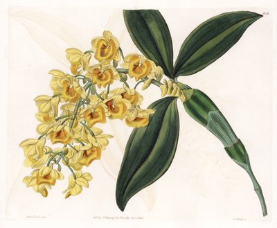 Orchidea: odmiana dendrobium - Talerz grawerowany przez S.Wattsa, z ilustracji Sarah Anne Drake (1803-1857), z rejestru botanicznego Sydenham Edwards (1768-1819), Anglia autorstwa Sydenham Teast Edwards