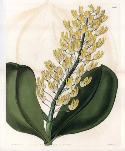 Orchidea: odmiana dendrobium z Australii - Talerz grawerowany przez S.Wattsa, z ilustracji Sarah Anne Drake (1803-1857), z rejestru botanicznego Sydenham Edwards (1768-1819), Anglia autorstwa Sydenham Teast Edwards