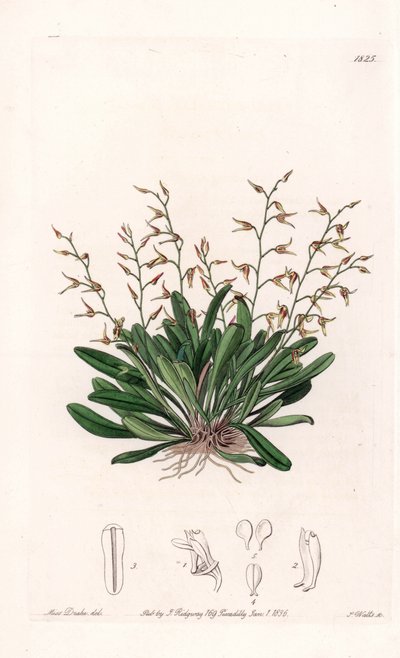 Orchidea: odmiana epidendu - Talerz rytowany przez S.Wattsa, z ilustracji Sarah Anne Drake (1803-1857), z rejestru botanicznego Sydenham Edwards (1768-1819), Anglia autorstwa Sydenham Teast Edwards