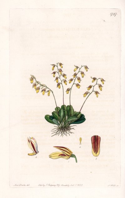 Orchidea: odmiana epidendu - Talerz rytowany przez S.Wattsa, z ilustracji Sarah Anne Drake (1803-1857), z rejestru botanicznego Sydenham Edwards (1768-1819), Anglia autorstwa Sydenham Teast Edwards