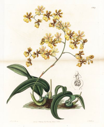 Storczyk: odmiana epifitycznego oncidium z Brazylii - Talerz rytowany przez S. Wattsa, z ilustracji Sarah Anne Drake (1803-1857), z rejestru botanicznego Sydenham Edwards (1768-1819), Anglia autorstwa Sydenham Teast Edwards
