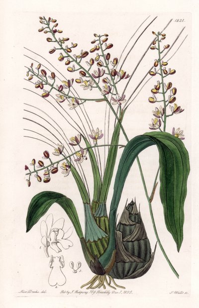 Orchidea: odmiana eulofii - Talerz rytowany przez S.Wattsa, z ilustracji Sarah Anne Drake (1803-1857), z rejestru botanicznego Sydenham Edwards (1768-1819), Anglia autorstwa Sydenham Teast Edwards