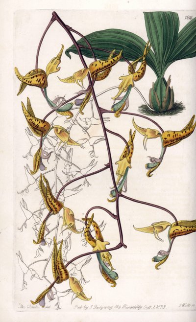 Orchidea: odmiana gongory, pochodząca z Ameryki Południowej - Talerz rytowany przez S.Wattsa, z ilustracji Sarah Anne Drake (1803-1857), z rejestru botanicznego Sydenham Edwards (1768-1819), Anglia autorstwa Sydenham Teast Edwards