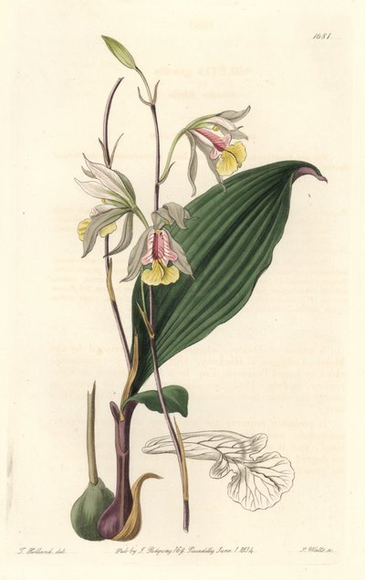 Orchidee, American Bletia - Water Forte autorstwa S. Wattsa z ilustracji T. Hollanda, z rejestru botanicznego autorstwa Sydenham Teast Edwards