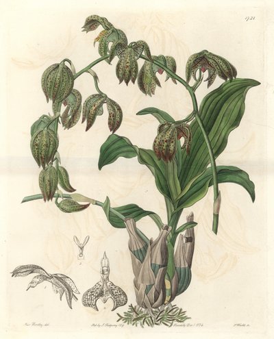 Orchidee Catasetum, pochodzący z Brazylii - Water forte autorstwa S. Watts z ilustracji Miss M.A. Huntley, z rejestru botanicznego autorstwa Sydenham Teast Edwards