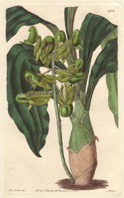 Orchidea Catasetum, pochodząca z Brazylii - Water forte autorstwa S. Wattsa z ilustracji Sarah Anne Drake (1803-1857), z Rejestru Botanicznego autorstwa Sydenham Teast Edwards