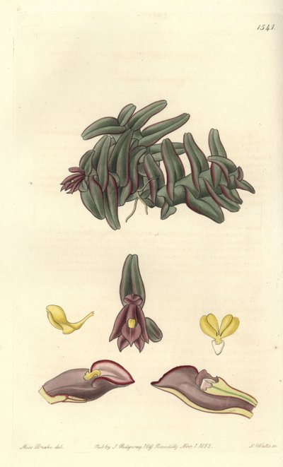 Orchidee epidendrum Ameryki Środkowej - Storczyk Epidendrum schlechterianum (Purpurowe nanody, Nanody przebarwione). Ręcznie barwiony miedzioryt autorstwa S. Wattsa według ilustracji panny Sarah Drake z Sydenham Edwards
