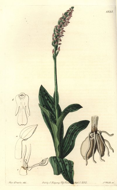 Orchidee neotine - Storczyk gęstokwiatowy, Neotinea maculata (Aceras jednorozmiarowy, Aceras secundiflora). Ręcznie barwiony miedzioryt autorstwa S. Wattsa według ilustracji panny Sarah Drake z rejestru botanicznego Sydenham Edwards, Ridgeway, Londyn autorstwa Sydenham Teast Edwards
