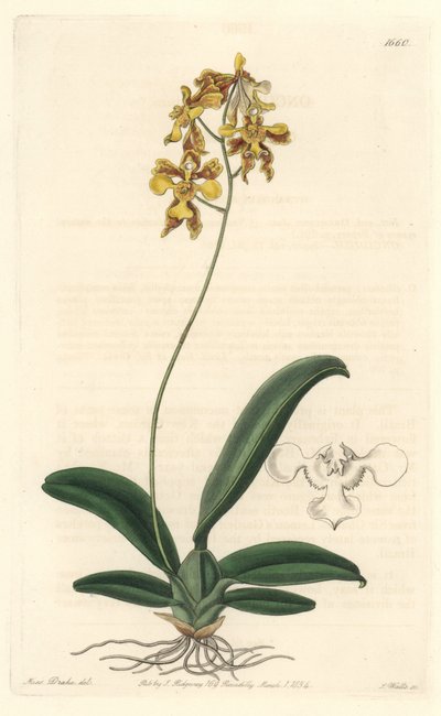Orchidee oncidium yellow, pochodzący z Brazylii - Water forte autorstwa S. Watts z ilustracji Sarah Anne Drake (1803-1857), z rejestru botanicznego autorstwa Sydenham Teast Edwards