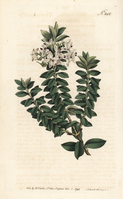 Ouessant mirt lub eliptyczny veronica - przetacznik krzyżowolistny, Veronica decussata. Ręcznie barwiony miedzioryt autorstwa Sansoma według ilustracji Sydenhama Edwardsa autorstwa Williama Curtisa Botanical Magazine, Londyn autorstwa Sydenham Teast Edwards