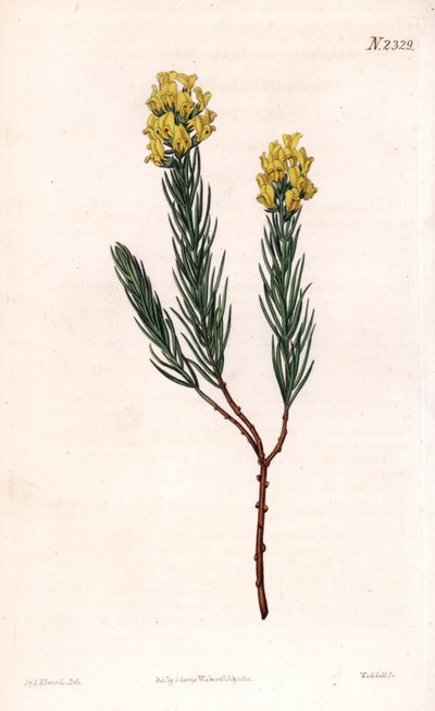 Aspalathus owalny z kolcami, Aspalathus callosa. Ręcznie barwiony miedzioryt autorstwa Weddella na podstawie ilustracji Sydenhama Edwardsa z „” Botanical Magazine” Samuela Curtisa „Londyn autorstwa Sydenham Teast Edwards