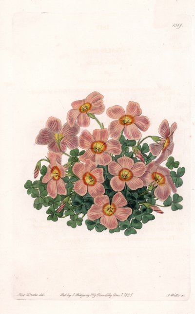 Oxalis Variete - Talerz grawerowany przez S.Wattsa, z ilustracji Sarah Anne Drake (1803-1857), z rejestru botanicznego Sydenham Edwards (1768-1819), Anglia autorstwa Sydenham Teast Edwards