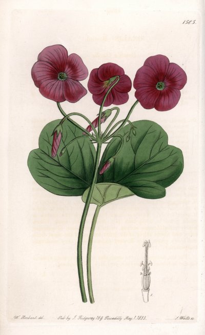 Oxalis de Bowie - Talerz grawerowany przez S.Wattsa, z ilustracji Sarah Anne Drake (1803-1857), z rejestru botanicznego Sydenham Edwards (1768-1819), Anglia autorstwa Sydenham Teast Edwards