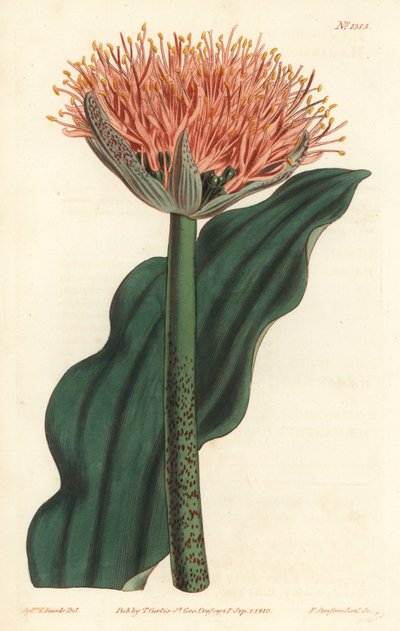 Lilia pędzelkowa, Scadoxus puniceus (Krwawnik zwyczajny, Haemanthus puniceus). Ręcznie barwiony miedzioryt autorstwa F. Sansoma Jr. według ilustracji Sydenhama Edwardsa z magazynu botanicznego Williama Curtisa, T. Curtis, Londyn autorstwa Sydenham Teast Edwards