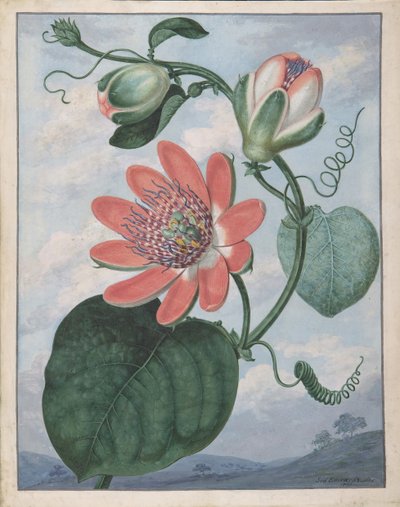 Kwiat pasyjny, 1799. autorstwa Sydenham Teast Edwards