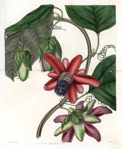 Passion Variete - Talerz grawerowany przez S.Wattsa, z ilustracji Sarah Anne Drake (1803-1857), z rejestru botanicznego Sydenham Edwards (1768-1819), Anglia autorstwa Sydenham Teast Edwards