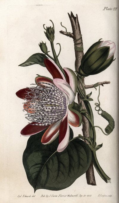 Passionflower, pączek i kwiat. Kolorowa miedzioryt, ilustracja Sydenham Edwards (1768-1819) dla Konferencji Botanicznej, Ogród Botaniczny Lambeth (Anglia) autorstwa Sydenham Teast Edwards