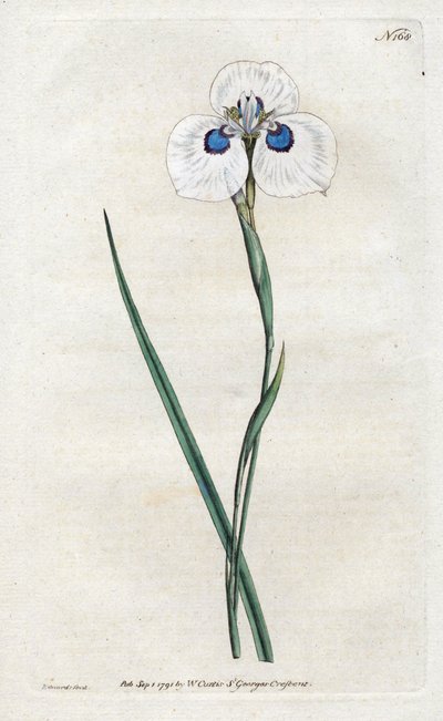 Peacock Iris - Litografia Sydenhama Edwardsa (1768-1819), płyta z magazynu botanicznego Williama Curtisa (1746-1799) autorstwa Sydenham Teast Edwards
