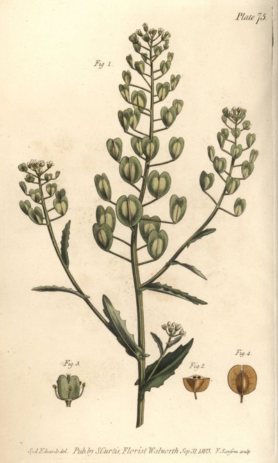 Pennycress, Thlaspi arvense, Siliculosa. Ręcznie kolorowany miedzioryt autorstwa F. Sansoma przedstawiający ilustrację botaniczną Sydenhama Edwardsa do wykładów Williama Curtisa na temat botaniki, dostarczony w Ogrodzie Botanicznym w Lambeth autorstwa Sydenham Teast Edwards