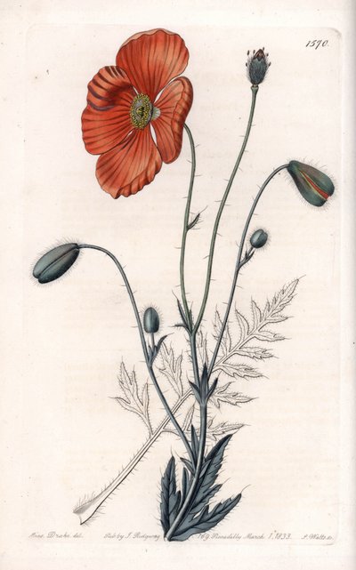 Persian Poppy Variete - Grawerowane przez S.Wattsa, z ilustracji Sarah Anne Drake (1803-1857), z rejestru botanicznego Sydenham Edwards (1768-1819), Anglia autorstwa Sydenham Teast Edwards