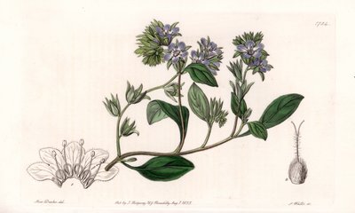 Facelia, endemit Kalifornii - Grawerowane przez S.Wattsa, z ilustracji Sarah Anne Drake (1803-1857), z rejestru botanicznego Sydenham Edwards (1768-1819), Anglia autorstwa Sydenham Teast Edwards