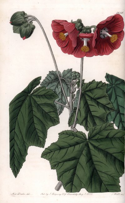 Phymosia variete, czerwone kwiaty, pochodzące z Meksyku - Grawerowane przez S. Watts, z ilustracji Sarah Anne Drake (1803-1857), z rejestru botanicznego Sydenham Edwards (1768-1819), Anglia autorstwa Sydenham Teast Edwards
