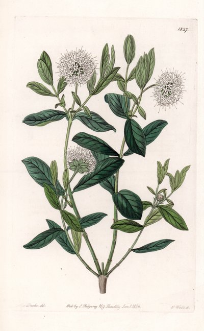 Pimelea Variete - Talerz grawerowany przez S.Wattsa, z ilustracji Sarah Anne Drake (1803-1857), z rejestru botanicznego Sydenham Edwards (1768-1819), Anglia autorstwa Sydenham Teast Edwards