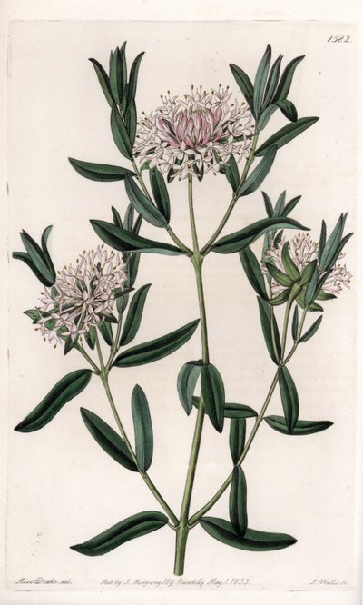 Pimelea sylvestris, pochodzący z Australii - Grawerowane przez S.Wattsa, z ilustracji Sarah Anne Drake (1803-1857), z rejestru botanicznego Sydenham Edwards (1768-1819), Anglia autorstwa Sydenham Teast Edwards