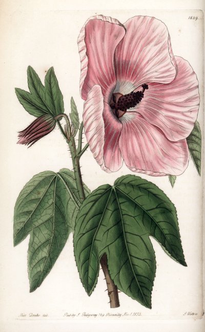 Pink Hibiscus - Talerz grawerowany przez S.Wattsa, z ilustracji Sarah Anne Drake (1803-1857), z rejestru botanicznego Sydenham Edwards (1768-1819), Anglia autorstwa Sydenham Teast Edwards