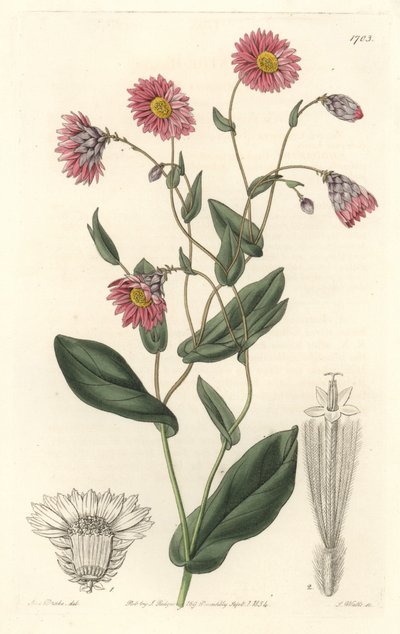 Różowa rhodanthe, pochodząca z Australii - mocna woda S. Watts z ilustracji Sarah Anne Drake (1803-1857), z rejestru botanicznego autorstwa Sydenham Teast Edwards