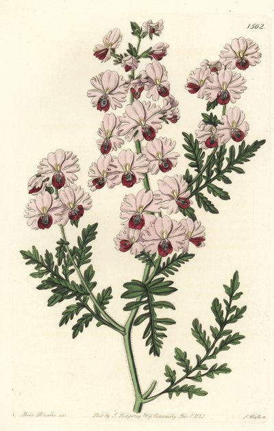 Storczyk biedak, odmiana karłowata Schizanthus Pinnatus, Schizanthus pinnatus humilis. Ręcznie barwiony miedzioryt autorstwa S. Wattsa według ilustracji panny Sarah Drake z rejestru botanicznego Sydenham Edwards, Ridgeway, Londyn autorstwa Sydenham Teast Edwards
