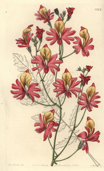 Storczyk biedaka, Schizanthus grahamii (Schizanthus retusus o tępych płatkach). Ręcznie kolorowany miedzioryt wykonany przez S. Wattsa na podstawie ilustracji autorstwa Miss Sarah Drake z "Sydenham Edwards