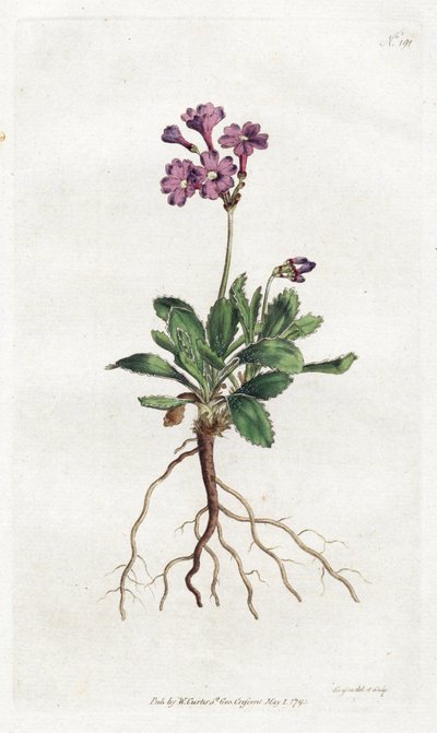 Primevere marginee - Litografia Sydenhama Edwardsa (1768-1819), płyta z magazynu Botanical Magazine Williama Curtisa (1746-1799) autorstwa Sydenham Teast Edwards
