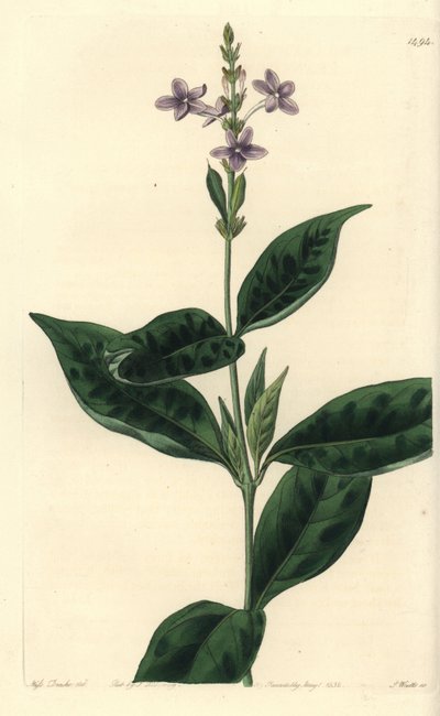 Pseuderanthemum faecundum (Wiecznie wiejący eranthemum, Eranthemum faecundum). Ręcznie barwiony miedzioryt autorstwa S. Wattsa według ilustracji panny Sarah Drake z rejestru botanicznego Sydenham Edwards, Ridgeway, Londyn autorstwa Sydenham Teast Edwards