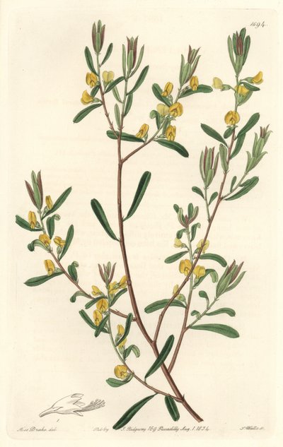 Pultanea flexilis, pochodząca z Australii - mocna woda S. Watts z ilustracji Sarah Anne Drake (1803-1857), z rejestru botanicznego autorstwa Sydenham Teast Edwards