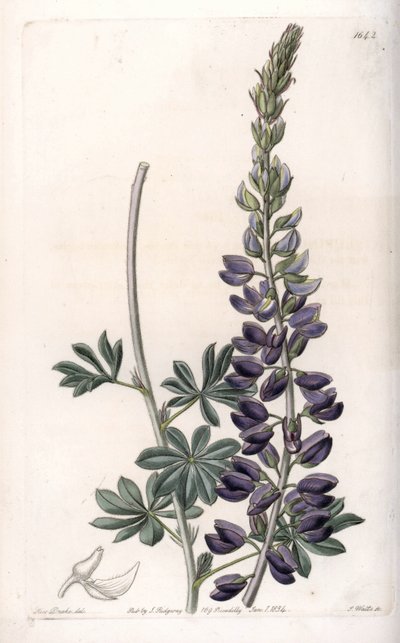 Odmiana łubinu fioletowego - Grawerowane przez S.Wattsa, z ilustracji Sarah Anne Drake (1803-1857), z rejestru botanicznego Sydenham Edwards (1768-1819), Anglia autorstwa Sydenham Teast Edwards