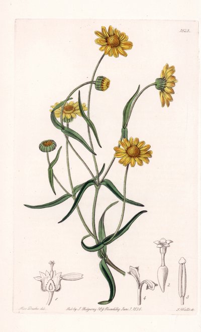Królowa Daisy z Kalifornii - Grawerowane przez S.Wattsa, z ilustracji Sarah Anne Drake (1803-1857), z rejestru botanicznego Sydenham Edwards (1768-1819), Anglia autorstwa Sydenham Teast Edwards