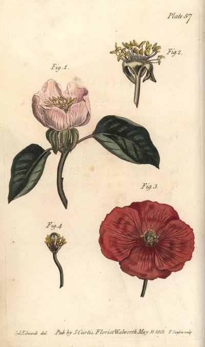 Kwiat pigwy, Cydonia oblonga, Icosandria autorstwa Sydenham Teast Edwards