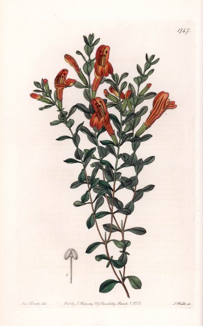 Red Clinopode Variete - Grawerowane przez S. Wattsa, z ilustracji Sarah Anne Drake (1803-1857), z rejestru botanicznego Sydenham Edwards (1768-1819), Anglia autorstwa Sydenham Teast Edwards