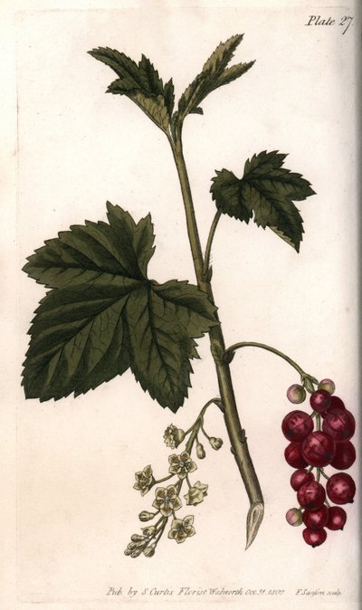 Porzeczkowy. Kolorowa miedzioryt, ilustracja Sydenham Edwards (1768-1819) dla Konferencji Botanicznej, Ogród Botaniczny Lambeth (Anglia) autorstwa Sydenham Teast Edwards