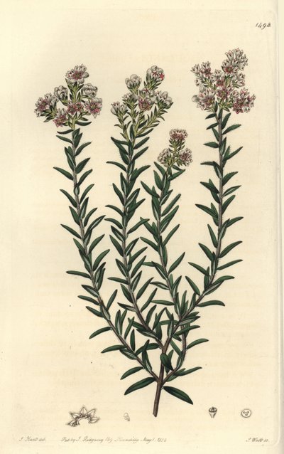 Czerwona soulangia, Soulangia rubra. Ręcznie barwiony miedzioryt autorstwa S. Wattsa wg ilustracji J. Harta z Sydenham Edwards