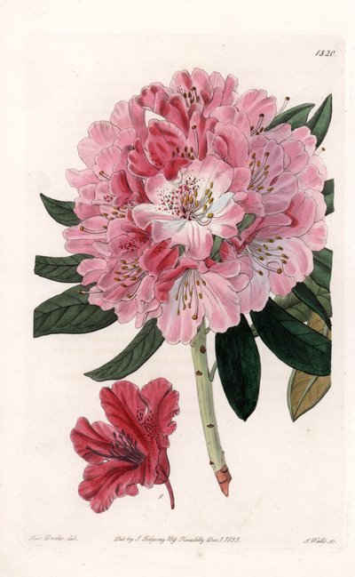 Rhododendron Hybrid Variete - Grawerowane przez S.Wattsa, z ilustracji Sarah Anne Drake (1803-1857), z rejestru botanicznego Sydenham Edwards (1768-1819), Anglia autorstwa Sydenham Teast Edwards