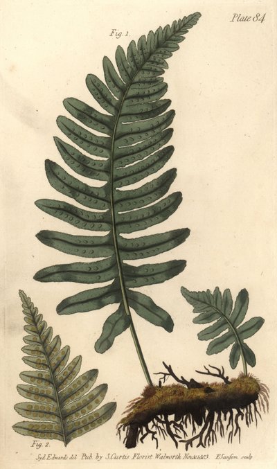 Rockcap paproć lub paprotka, Polypodium vulgare, Filice. Ręcznie kolorowany miedzioryt autorstwa F. Sansoma przedstawiający ilustrację botaniczną Sydenhama Edwardsa do wykładów Williama Curtisa na temat botaniki, dostarczony w Ogrodzie Botanicznym w Lambet autorstwa Sydenham Teast Edwards